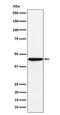 Major Histocompatibility Complex, Class I, F antibody, M04798-1, Boster Biological Technology, Western Blot image 