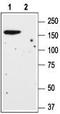 Metabotropic glutamate receptor 1 antibody, TA328825, Origene, Western Blot image 