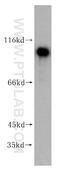 NFKB Repressing Factor antibody, 14693-1-AP, Proteintech Group, Western Blot image 
