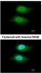 von Willebrand factor A domain-containing protein 5A antibody, NBP2-15615, Novus Biologicals, Immunocytochemistry image 