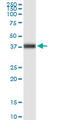 HNF-3-beta antibody, LS-C133252, Lifespan Biosciences, Western Blot image 