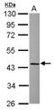RAD51-associated protein 1 antibody, NBP2-20060, Novus Biologicals, Western Blot image 