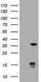 Thymidylate Synthetase antibody, TA801663BM, Origene, Western Blot image 