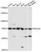 Nuclear receptor coactivator 4 antibody, A5695, ABclonal Technology, Western Blot image 