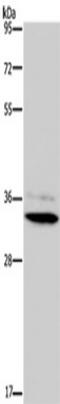3-keto-steroid reductase antibody, TA350059, Origene, Western Blot image 