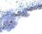 Fibroblast Growth Factor 4 antibody, MAB5846, R&D Systems, Immunohistochemistry frozen image 