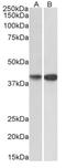 Nuclease EXOG, mitochondrial antibody, AP33495PU-N, Origene, Western Blot image 
