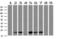 Retinol Binding Protein 1 antibody, M03820-1, Boster Biological Technology, Western Blot image 