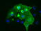 CD5 Molecule antibody, LS-C115367, Lifespan Biosciences, Immunofluorescence image 