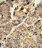 Xanthine Dehydrogenase antibody, LS-C160657, Lifespan Biosciences, Immunohistochemistry paraffin image 