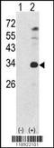 Nanog Homeobox antibody, TA324577, Origene, Western Blot image 