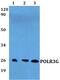 RNA Polymerase III Subunit G antibody, PA5-75727, Invitrogen Antibodies, Western Blot image 