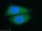 Nuclear Factor Of Activated T Cells 2 antibody, 22023-1-AP, Proteintech Group, Immunofluorescence image 
