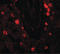 NUMB Endocytic Adaptor Protein antibody, LS-B7106, Lifespan Biosciences, Immunofluorescence image 