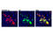 FLAG antibody, 14793S, Cell Signaling Technology, Immunofluorescence image 