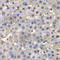 Dihydrofolate Reductase antibody, A1607, ABclonal Technology, Immunohistochemistry paraffin image 