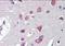 FAS antibody, orb89445, Biorbyt, Immunohistochemistry paraffin image 