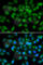 Late Cornified Envelope Like Proline Rich 1 antibody, A7148, ABclonal Technology, Immunofluorescence image 