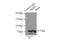 Membrane Palmitoylated Protein 5 antibody, 17710-1-AP, Proteintech Group, Immunoprecipitation image 