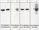Cadherin 2 antibody, CP1901, ECM Biosciences, Western Blot image 