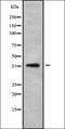 BLT1 antibody, orb336408, Biorbyt, Western Blot image 