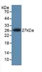 Serine Protease 1 antibody, abx101909, Abbexa, Western Blot image 