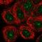 Gypsy Retrotransposon Integrase 1 antibody, HPA061362, Atlas Antibodies, Immunofluorescence image 