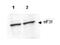 Eukaryotic Translation Initiation Factor 3 Subunit F antibody, orb86605, Biorbyt, Western Blot image 