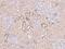 SKI Like Proto-Oncogene antibody, 207072-T08, Sino Biological, Immunohistochemistry frozen image 