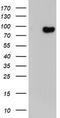 Dynein Axonemal Assembly Factor 1 antibody, LS-C173856, Lifespan Biosciences, Western Blot image 