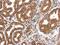 Myosin-Ia antibody, PA5-29084, Invitrogen Antibodies, Immunohistochemistry paraffin image 