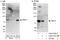 Formin-binding protein 1 antibody, A302-790A, Bethyl Labs, Immunoprecipitation image 