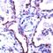 Claudin 5 antibody, PA5-32355, Invitrogen Antibodies, Immunohistochemistry paraffin image 