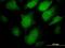 Proprotein Convertase Subtilisin/Kexin Type 1 antibody, ab55543, Abcam, Immunofluorescence image 