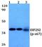 Structural Maintenance Of Chromosomes 3 antibody, A01930S1083, Boster Biological Technology, Western Blot image 