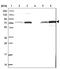 hPLD1 antibody, NBP2-34078, Novus Biologicals, Western Blot image 