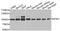 G Elongation Factor Mitochondrial 1 antibody, MBS129508, MyBioSource, Western Blot image 