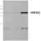 Hsp101 antibody, SPC-306B, StressMarq, Western Blot image 
