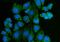 P21 (RAC1) Activated Kinase 3 antibody, A03124-1, Boster Biological Technology, Immunofluorescence image 