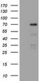 NUMB Endocytic Adaptor Protein antibody, TA802169AM, Origene, Western Blot image 