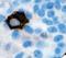 FSH antibody, LS-C348453, Lifespan Biosciences, Immunohistochemistry frozen image 