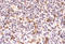 Cell Division Cycle 25A antibody, ADI-KAM-CC086-E, Enzo Life Sciences, Immunohistochemistry frozen image 