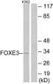 Forkhead box protein E3 antibody, LS-C119020, Lifespan Biosciences, Western Blot image 