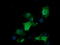 RAB30, Member RAS Oncogene Family antibody, LS-C174270, Lifespan Biosciences, Immunofluorescence image 