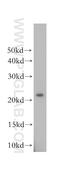 Nucleic Acid Binding Protein 1 antibody, 16719-1-AP, Proteintech Group, Western Blot image 
