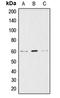 Akt antibody, LS-C351805, Lifespan Biosciences, Western Blot image 
