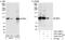 Nibrin antibody, A301-289A, Bethyl Labs, Immunoprecipitation image 