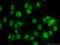 Anaphase Promoting Complex Subunit 2 antibody, 13559-1-AP, Proteintech Group, Immunofluorescence image 