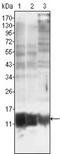 S100 Calcium Binding Protein A10 antibody, NBP1-47368, Novus Biologicals, Western Blot image 