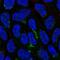NIPA Like Domain Containing 1 antibody, HPA036765, Atlas Antibodies, Immunofluorescence image 